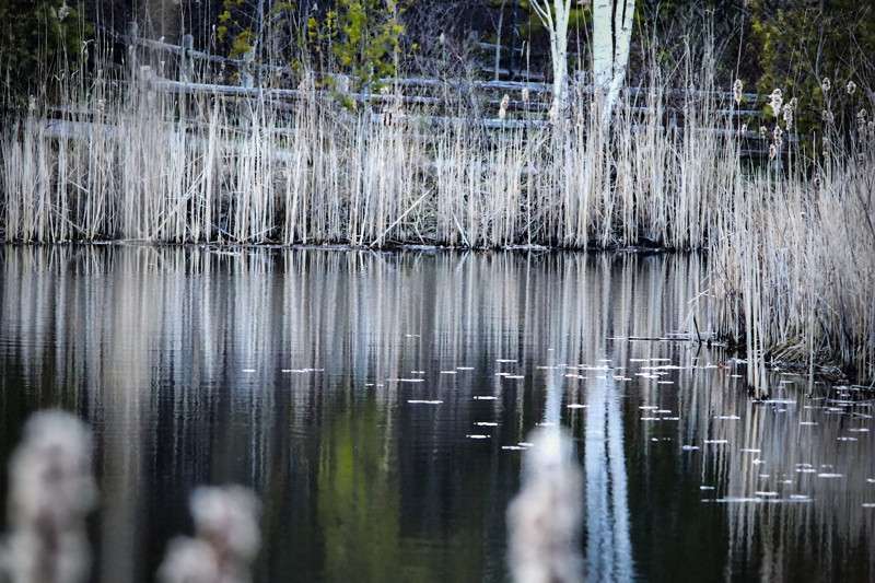 Cat tails by the pond- 00 Cat tails by the pond- 00